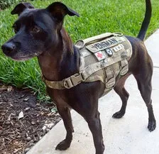 KILONINER COMPACT K9 TACTICAL MOLLE DOG VEST X-SMALL