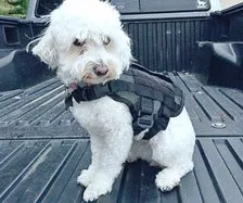 KILONINER COMPACT K9 TACTICAL MOLLE DOG VEST X-SMALL